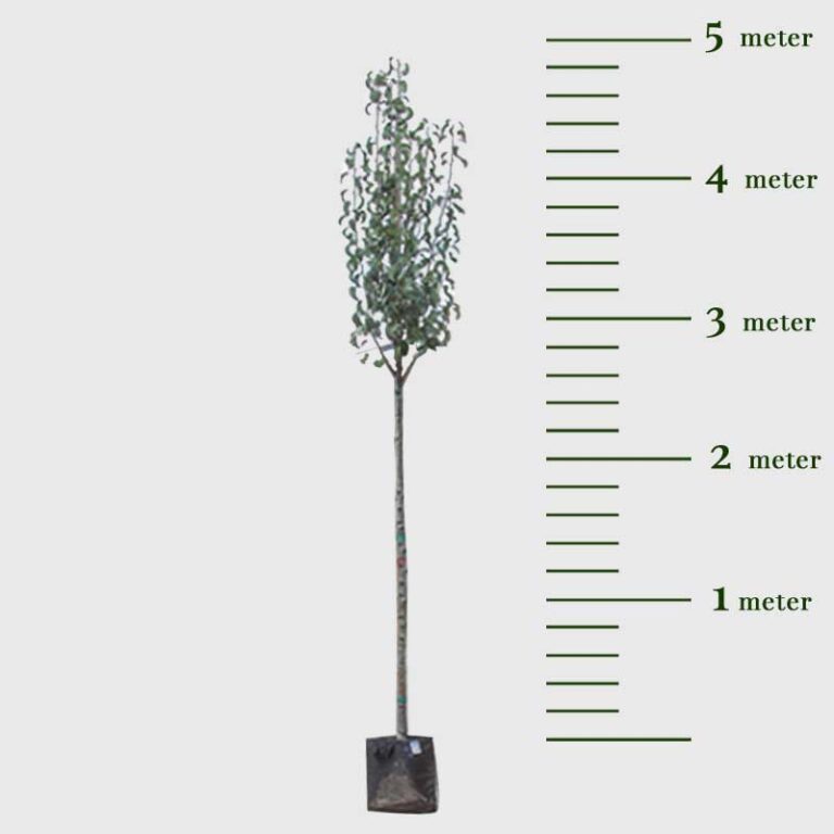 Grote perenboom Conference - Afbeelding 2