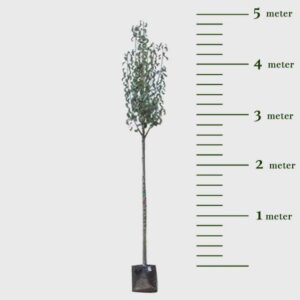 Alternative view of Grote perenboom Gieser Wildeman