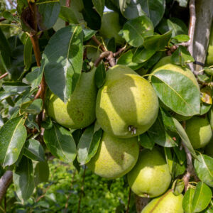 Grote perenboom Gieser Wildeman