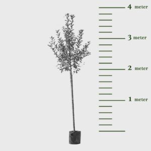Alternative view of Grote jonagold appelboom