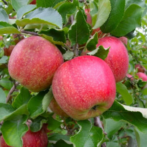 Grote jonagold appelboom