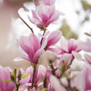 Magnolia