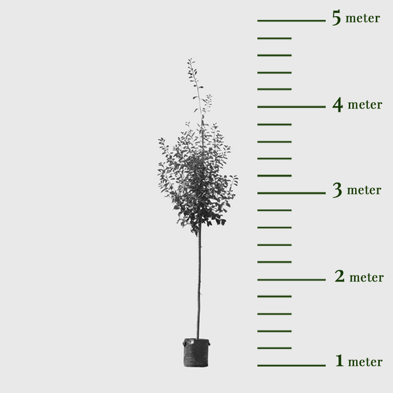 Grote pruimenboom Victoria - Afbeelding 2