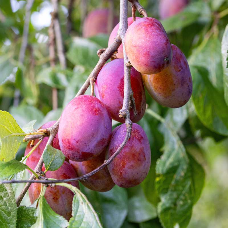 Grote pruimenboom Victoria