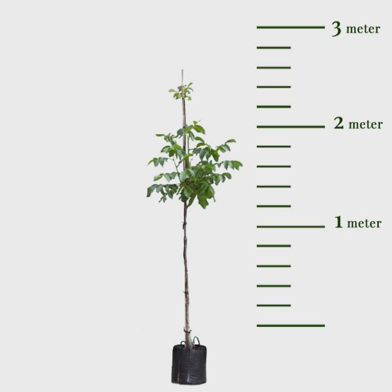 Walnotenboom Broadview - Afbeelding 2