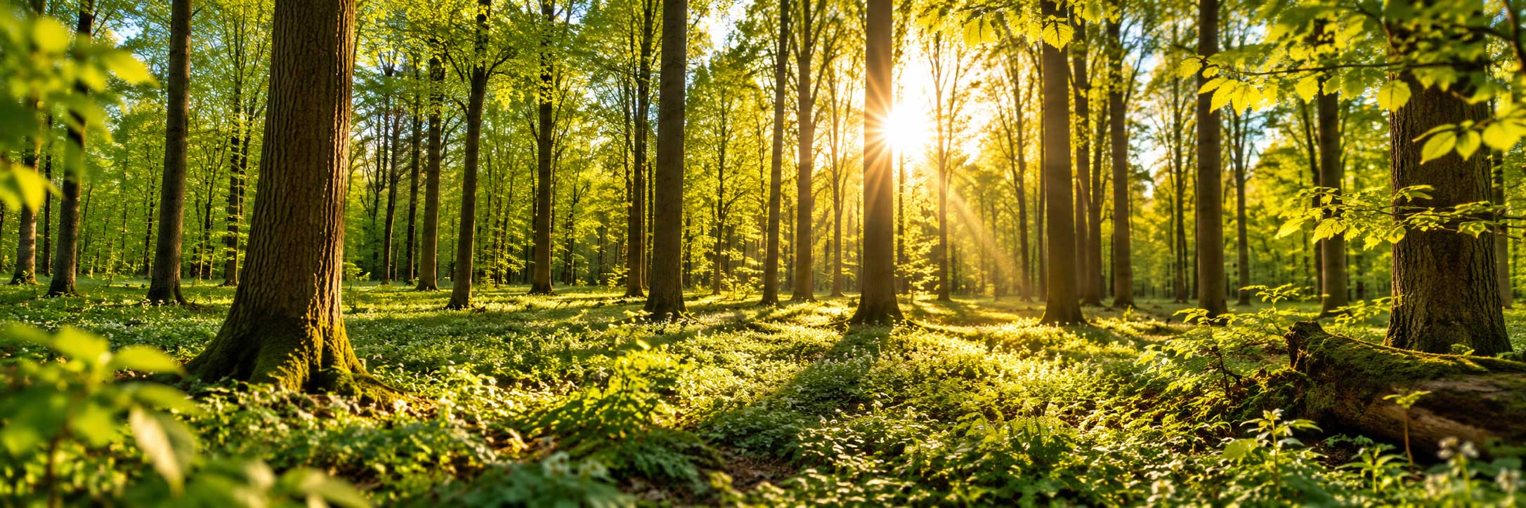 Zonlicht tussen groene bomen in een rustig boslandschap Bestandsnaam: bomen-bos-natuur-sfeer-plant-a-tree.jpg